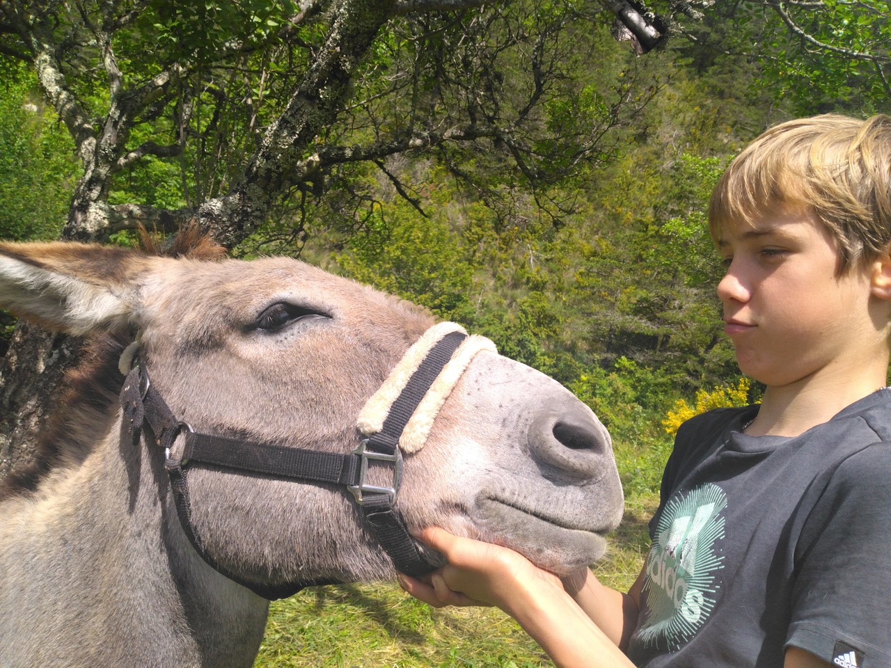 Médiation animale – 2